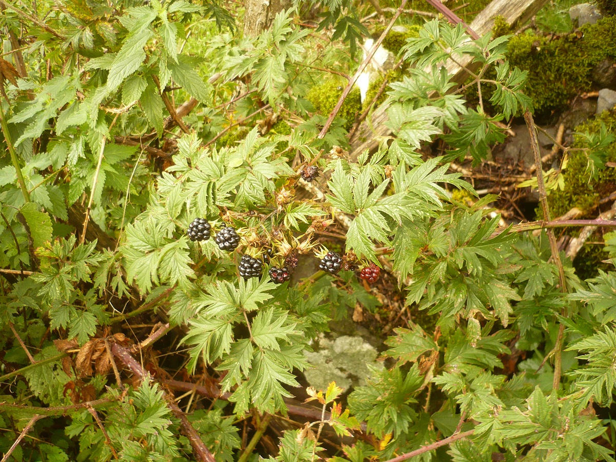 Rubus laciniatus (Rosaceae)